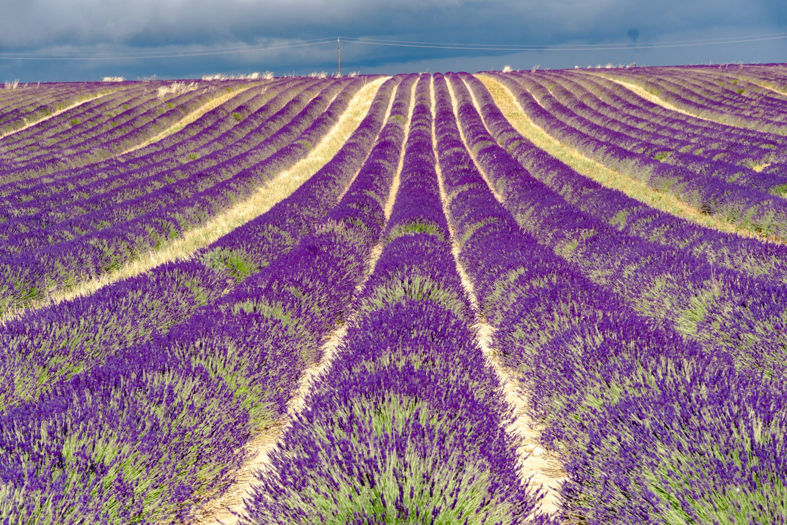 Provence'ın meşhur lavanta tarlaları